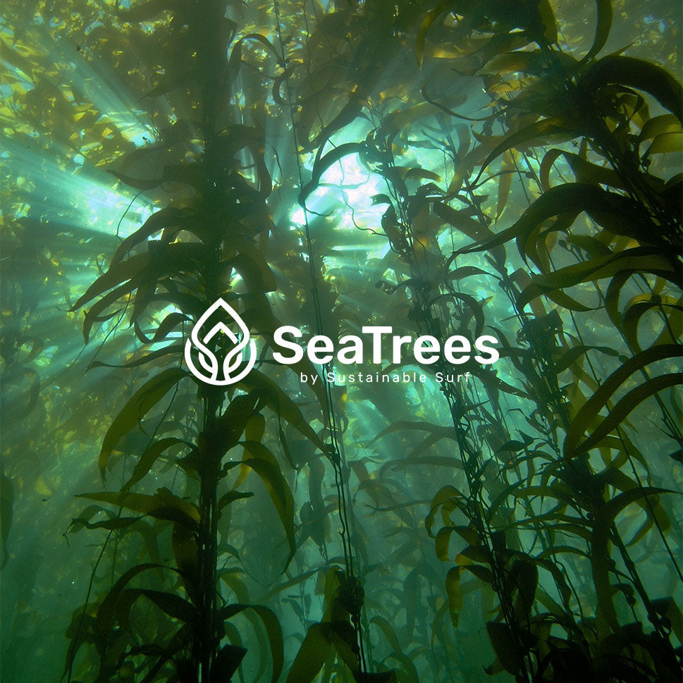 SeaTrees by Sustainable Surf