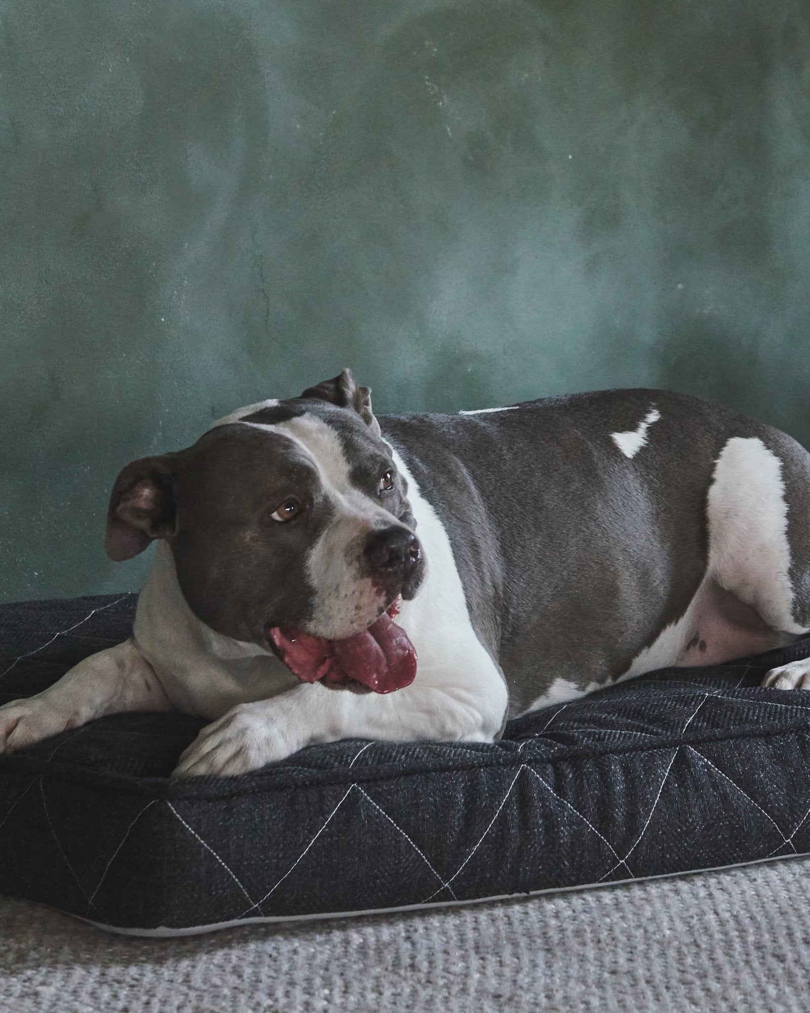 Our Most Affordable Supportive, Indestructible & Waterproof Dog Bed