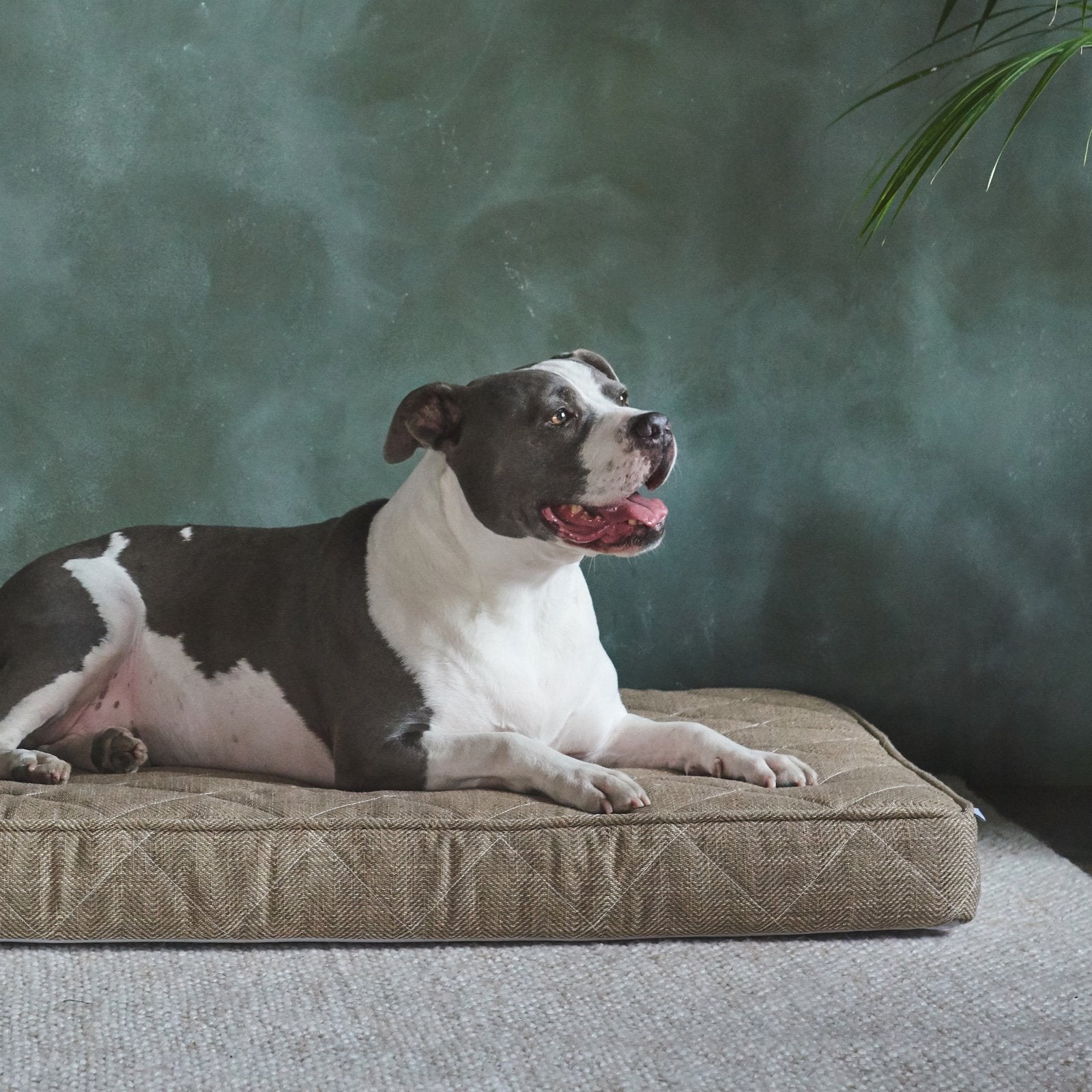 Dogs Need Comforting, Orthopedic Support Too!