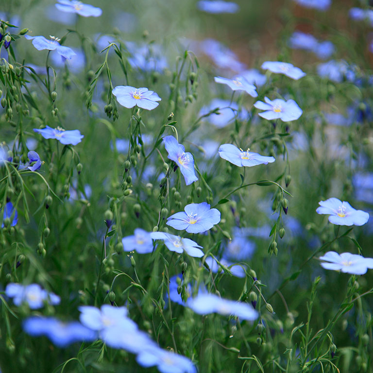 Flax, Earth’s Most Sustainable Fiber