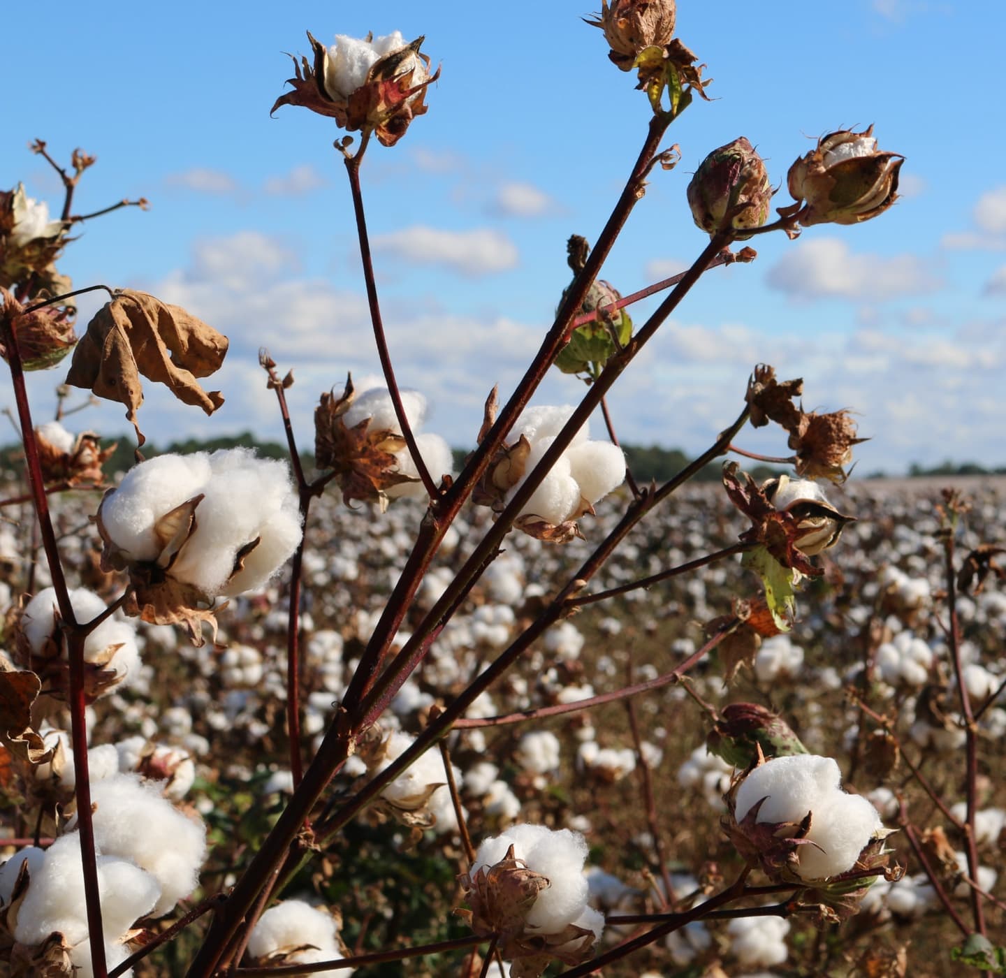 Organic Cotton is Naturally Better