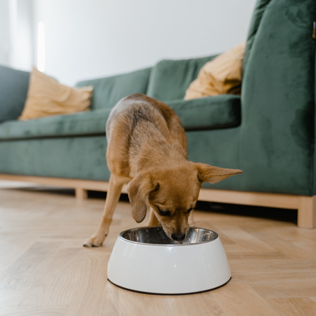 How to Make Nutritional Homemade Dog Food