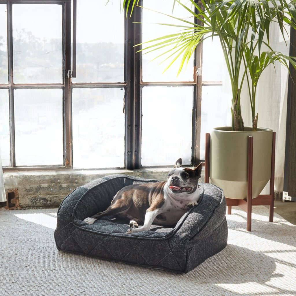 7 Ways To Spoil Your Pet This Year