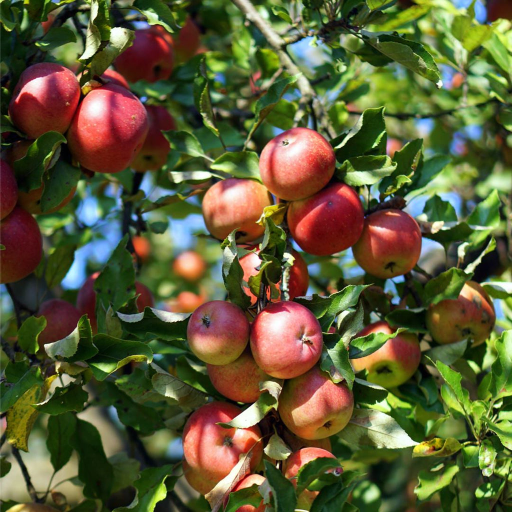 Wholesome & Alluring Apples