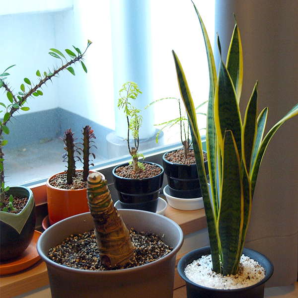 Simple Ways to Clean the Air in Your Home
